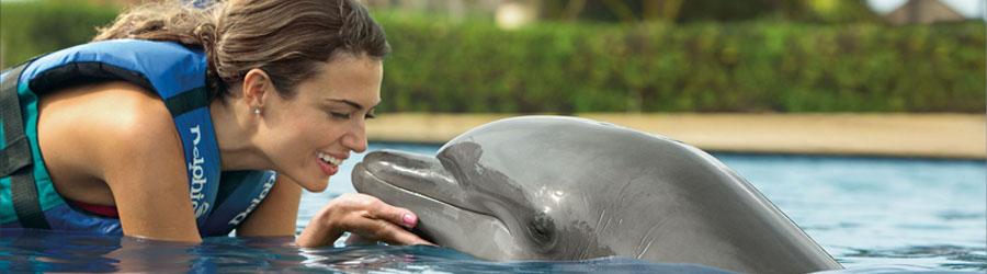 Cabo Dolphin Royal Swim Plus 2