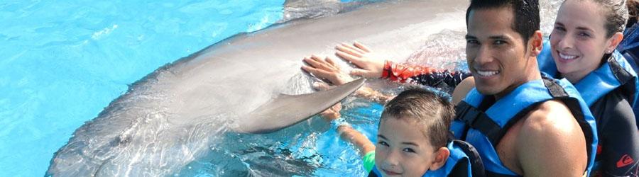 Cabo Dolphin Royal Swim Plus 3