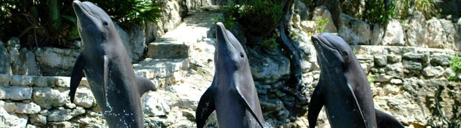 Cabo Dolphin Royal Swim Plus 7