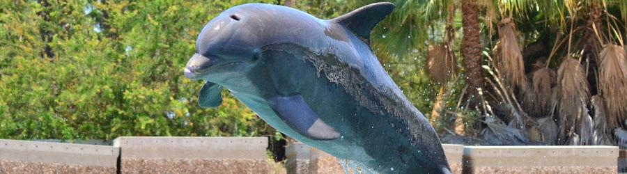 Cabo Dolphin Royal Swim Plus 8