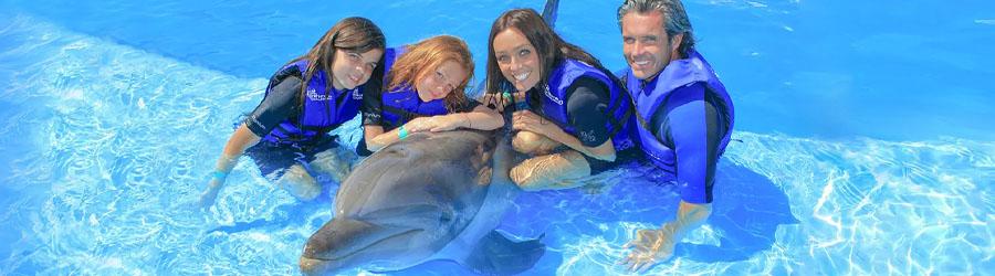 Los Cabos Dolphin Swim Adventure – Swim & Ride 1