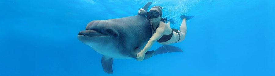 Los Cabos Dolphin Swim Adventure – Swim & Ride 3
