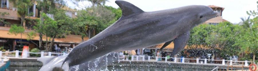 Los Cabos Dolphin Swim Adventure – Swim & Ride 4