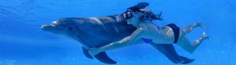Los Cabos Dolphin Swim Adventure – Swim & Ride 5