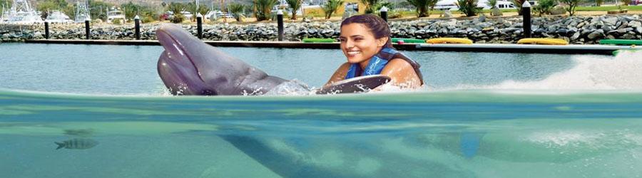 Cabo Dolphin Swim 7