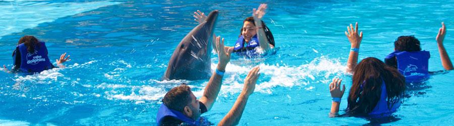Cabo Dolphin Swim 8