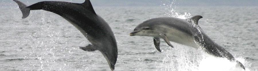 Wild Canyon Zip Lines + Cabo Dolphin Swim Combo 8