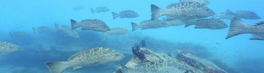 Espiritu Santo Dive 1