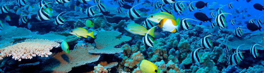 Espiritu Santo Dive 3