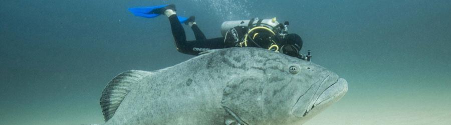 Espiritu Santo Dive 8