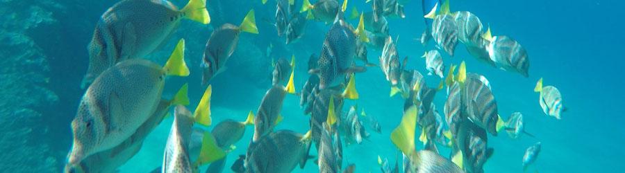 Sea of Cortez Snorkeling and Glass Bottom Kayak to the Arch of Cabo 1