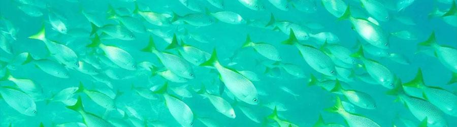 Sea of Cortez Snorkeling and Glass Bottom Kayak to the Arch of Cabo 7