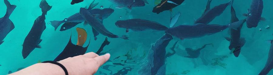 Lovers Beach Glass Bottom 2