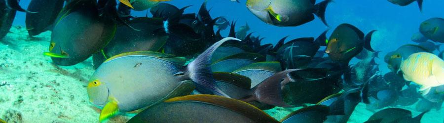 Lovers Beach Glass Bottom 6