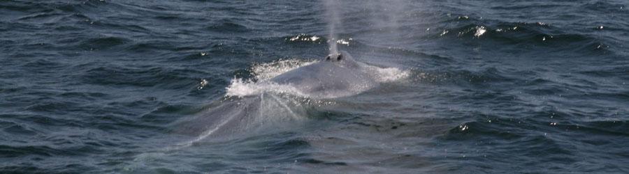 Gordo Banks Expedition 1