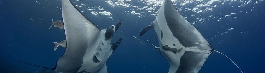 Gordo Banks Expedition 2