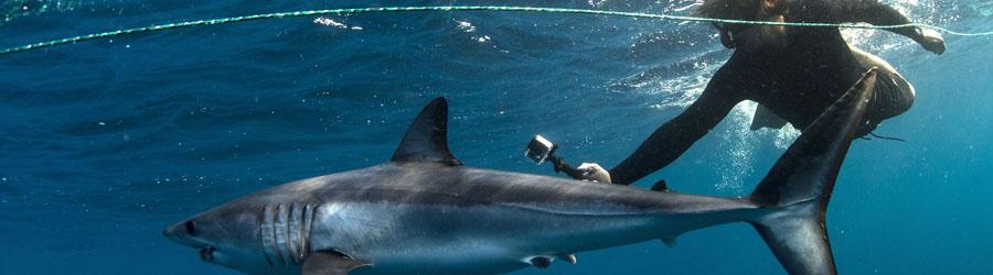 Gordo Banks Expedition 3