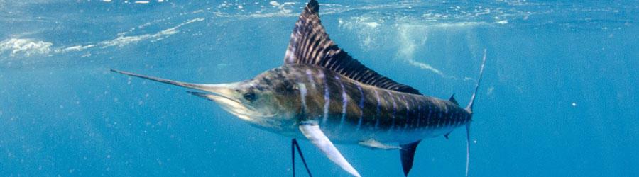 Gordo Banks Expedition 6