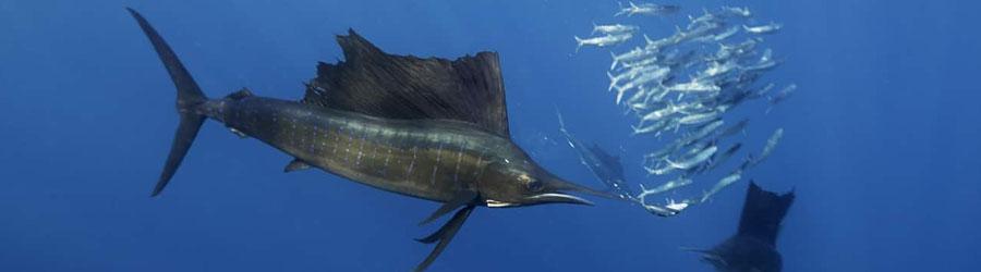 Gordo Banks Expedition 7