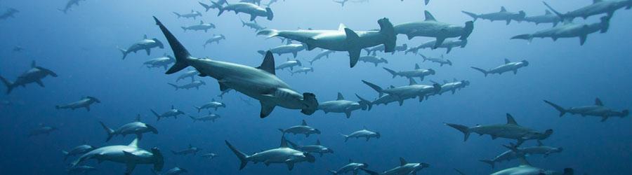 Gordo Banks Expedition 8