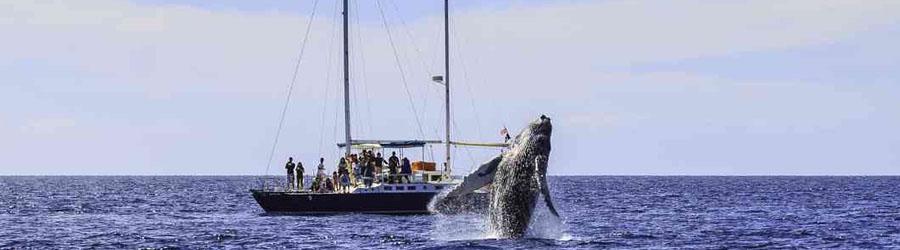 Cabo Booze Cruise Whale Watching 1