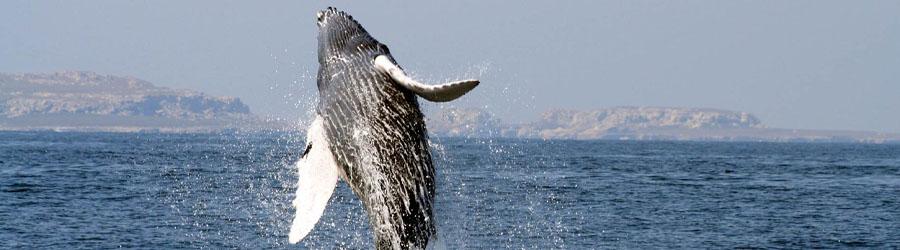 Cabo Booze Cruise Whale Watching 8