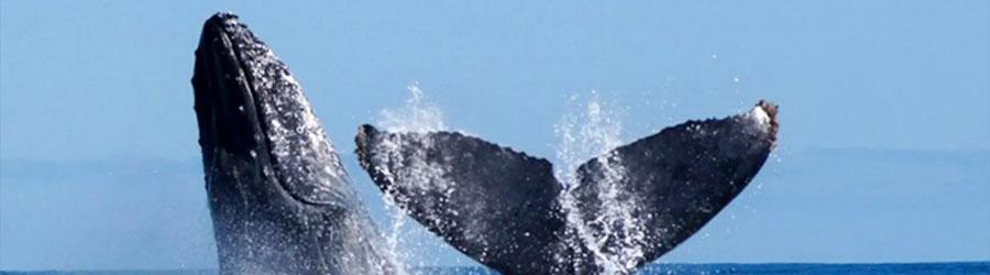 La Princesa Catamaran Whale Watching Cabo 1