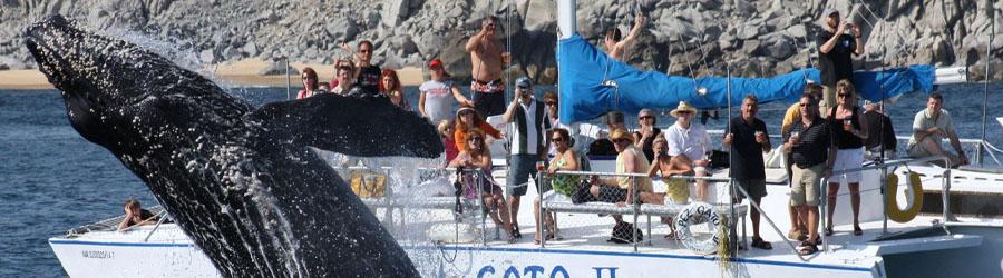 La Princesa Catamaran Whale Watching Cabo 2