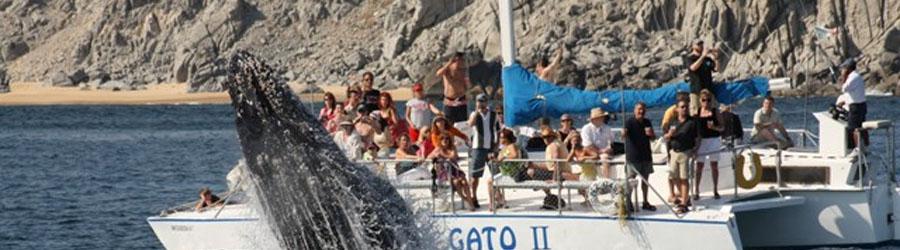 La Princesa Catamaran Whale Watching Cabo 4