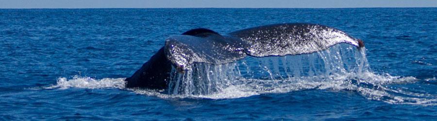 La Princesa Catamaran Whale Watching Cabo 5