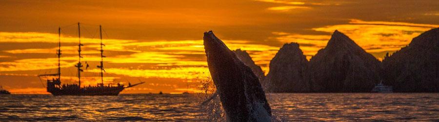 La Princesa Catamaran Whale Watching Cabo 6
