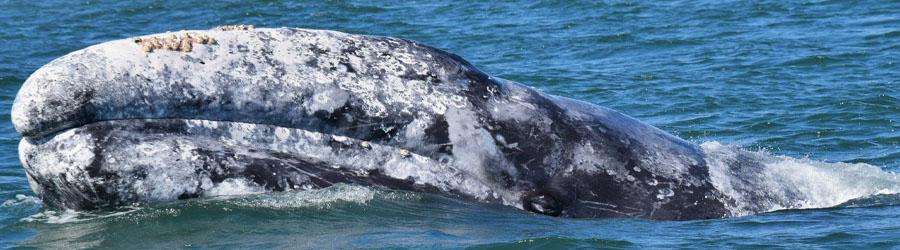 La Princesa Catamaran Whale Watching Cabo 8