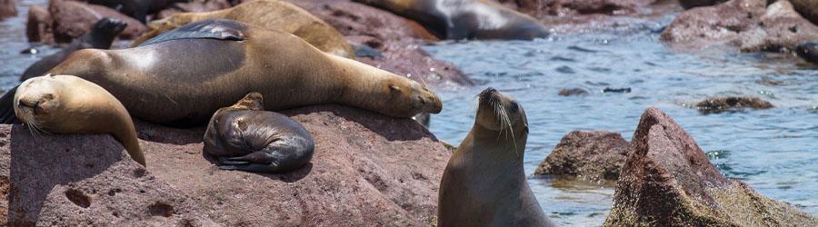 Lands End Tour - Experience The Heart of Cabo San Lucas 6