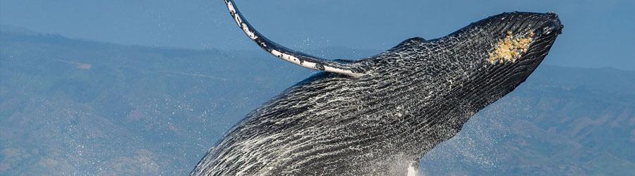 Magdalena Bay Whale Watching Experience 1