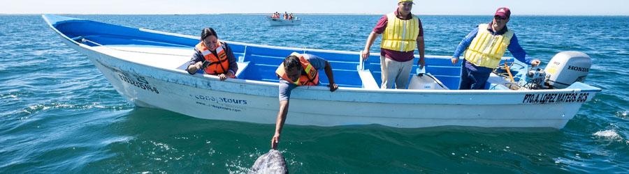Magdalena Bay Whale Watching Experience 3