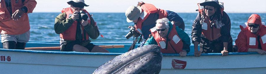 Magdalena Bay Whale Watching Experience 5
