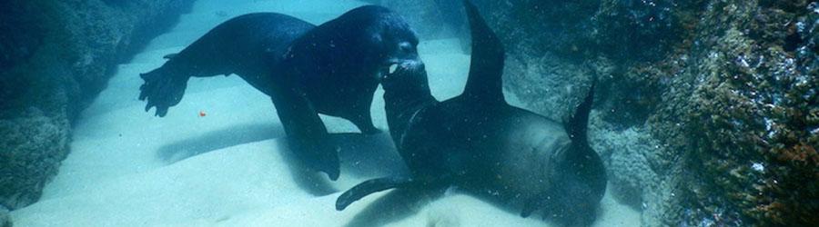 PADI Advanced Courses 1