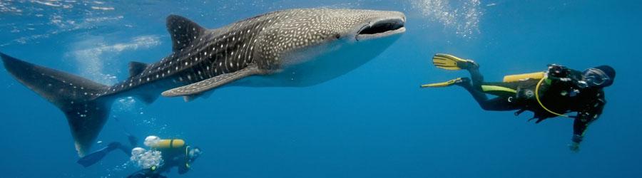 PADI Advanced Courses 4