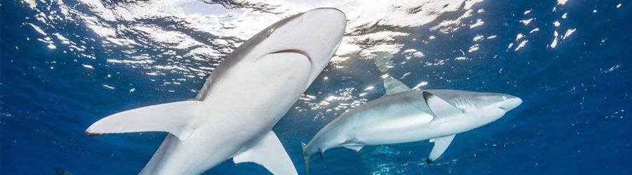 PADI Advanced Courses 5