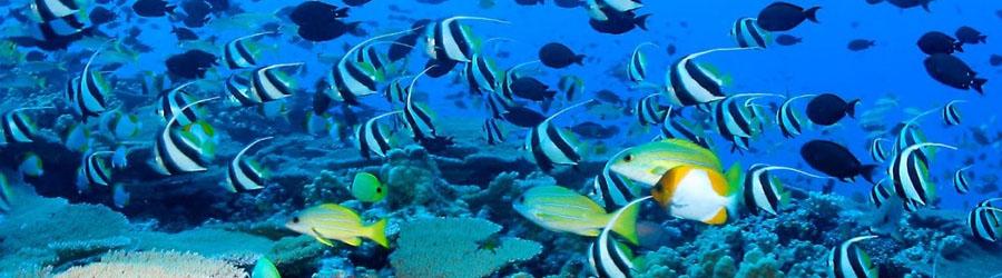 Cabo Pirate Ship Breakfast & Snorkeling Adventure 6