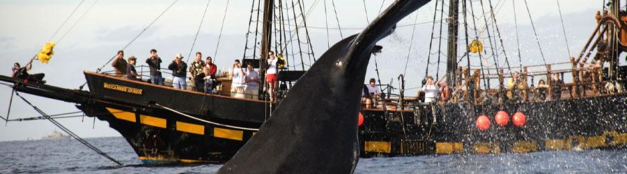 Cabo Pirate Ship Breakfast & Snorkeling Adventure 8