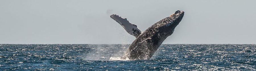 Cabo San Lucas Whale Watching Pontoon Charter 2