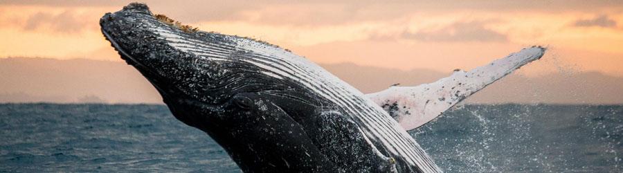 Cabo San Lucas Whale Watching Pontoon Charter 3