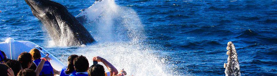 Cabo San Lucas Whale Watching Pontoon Charter 4