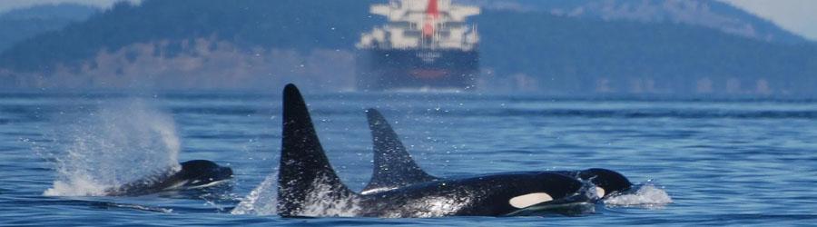 Cabo San Lucas Whale Watching Pontoon Charter 5
