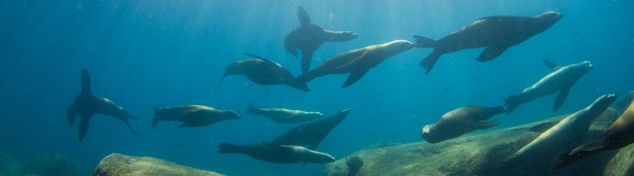Cabo Pulmo Jeep Tour 7