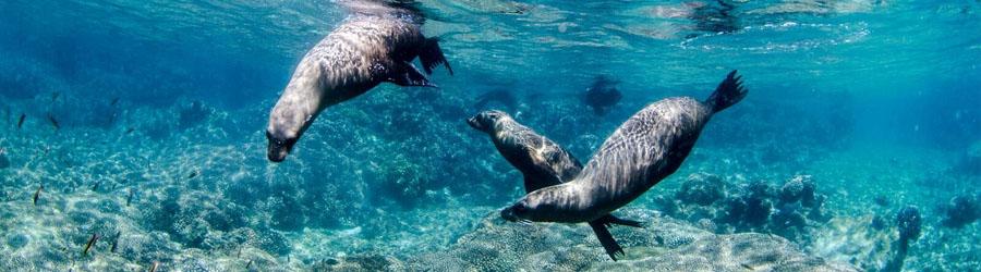 Cabo Pulmo Jeep Tour 8