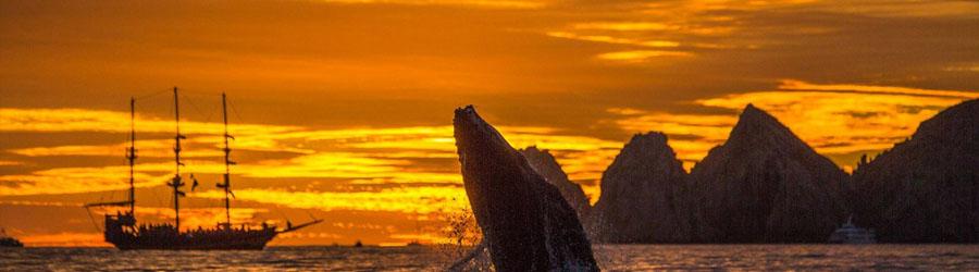 Private Baja Sightseeing Express - Cabo San Lucas 3