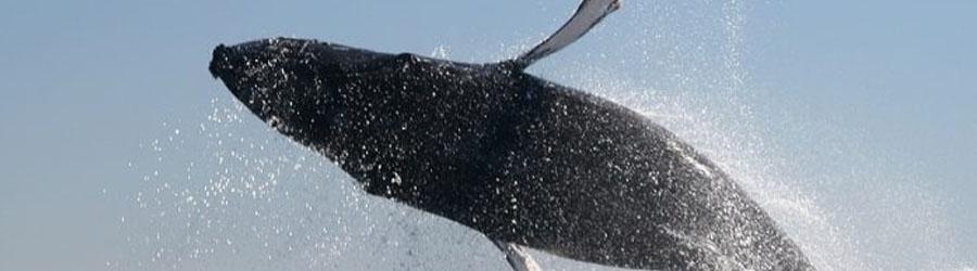 Private Sea of Cortez 65’ Catamaran Custom Charter 5