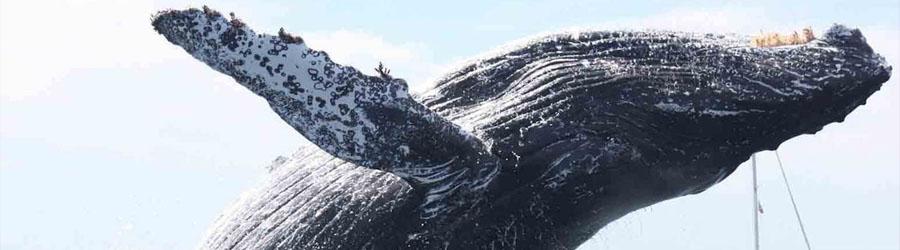 Luxury Sunset Sailing Cabo San Lucas 5